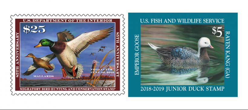 Federal and Junior Duck Stamps Raise Funds Vital for Conservation